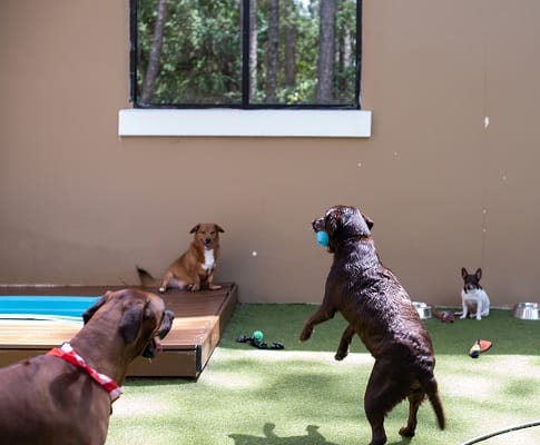 Pups N Play Doggy Daycare